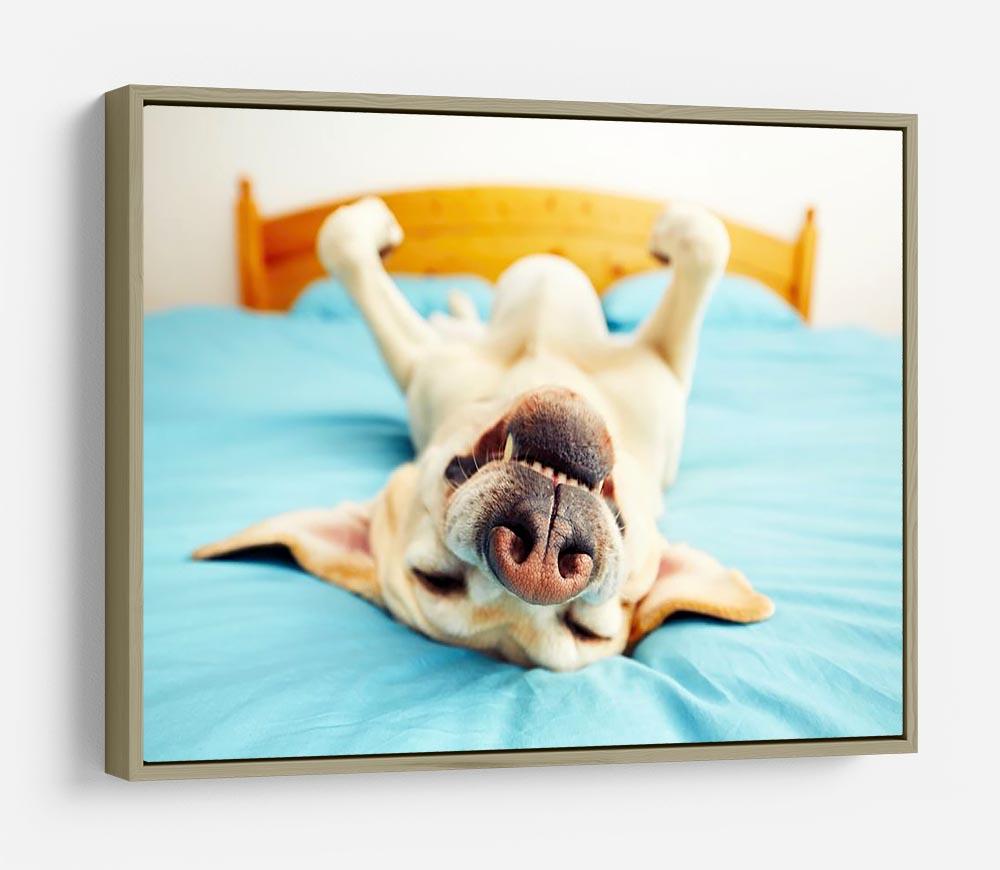 Dog is lying on back on the bed HD Metal Print - Canvas Art Rocks - 8