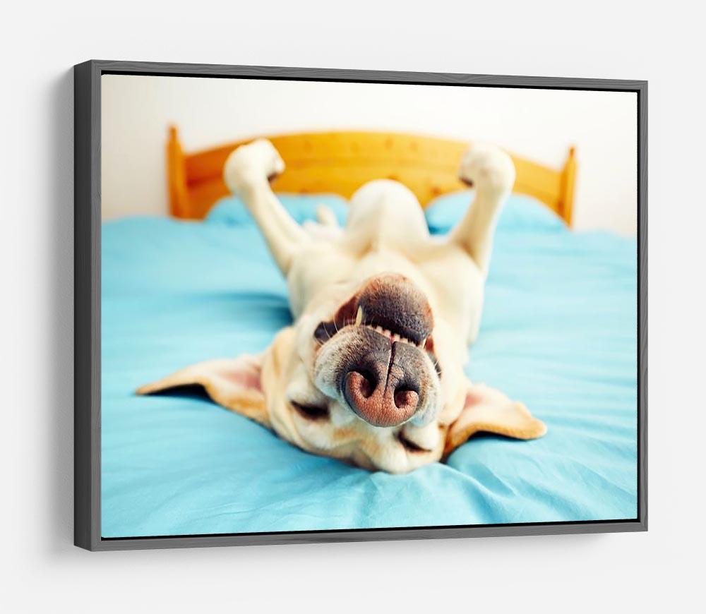 Dog is lying on back on the bed HD Metal Print - Canvas Art Rocks - 9