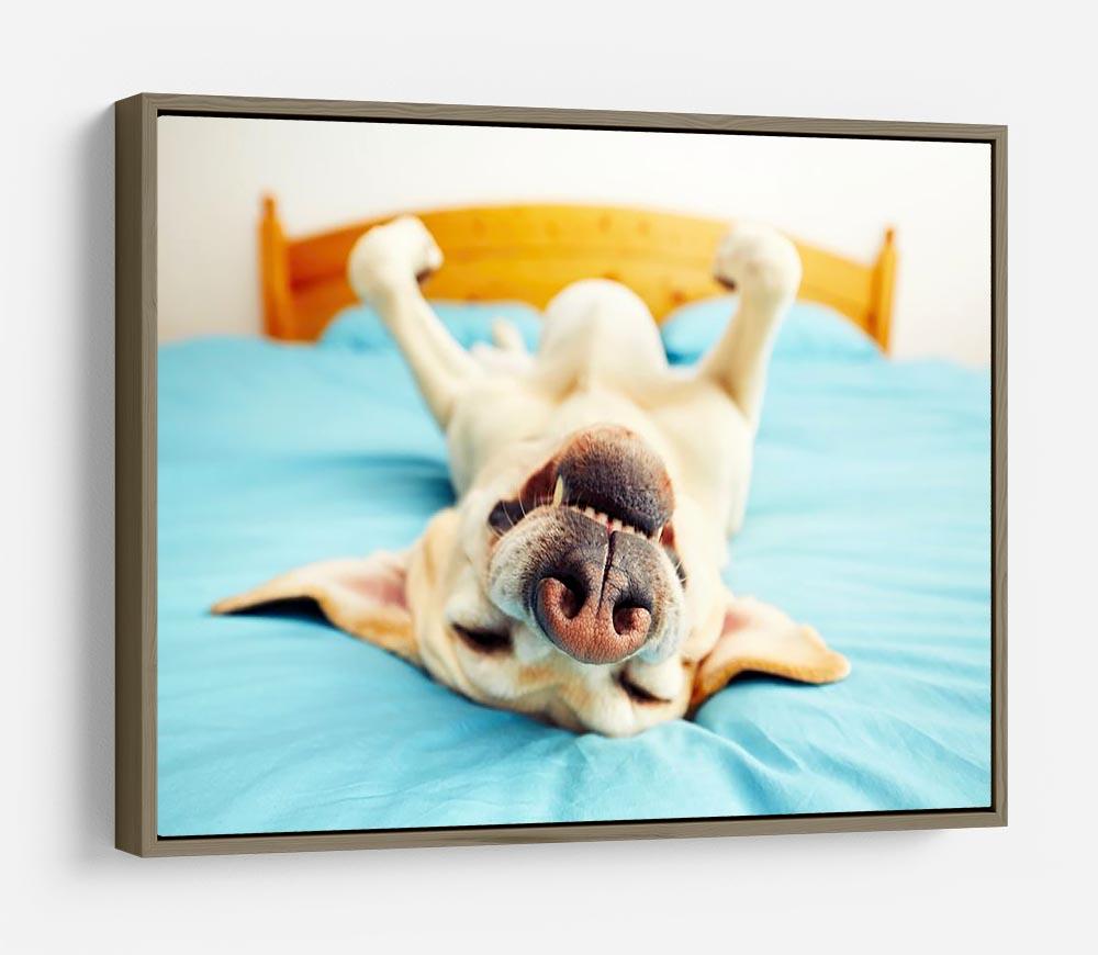 Dog is lying on back on the bed HD Metal Print - Canvas Art Rocks - 10