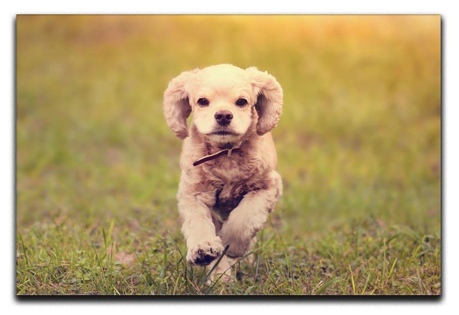 Dog is running at sunset Canvas Print or Poster - Canvas Art Rocks - 1