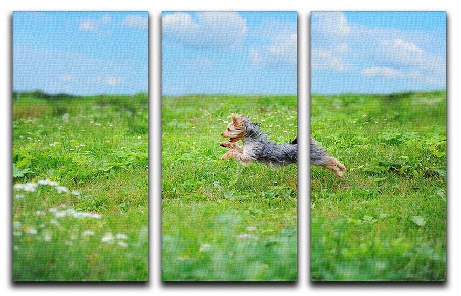 Dog playing in the park 3 Split Panel Canvas Print - Canvas Art Rocks - 1