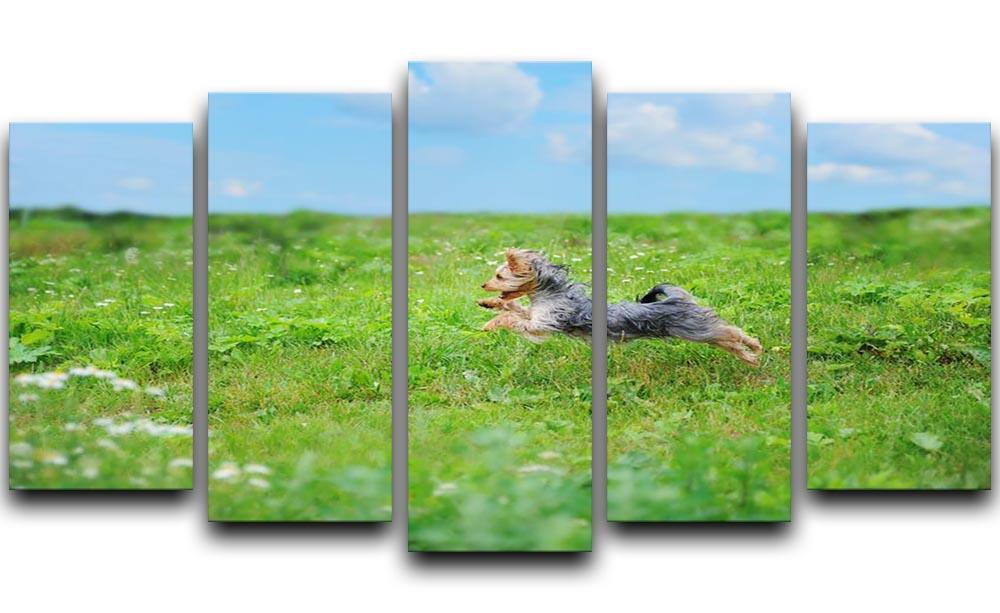 Dog playing in the park 5 Split Panel Canvas - Canvas Art Rocks - 1