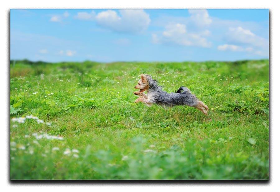 Dog playing in the park Canvas Print or Poster - Canvas Art Rocks - 1