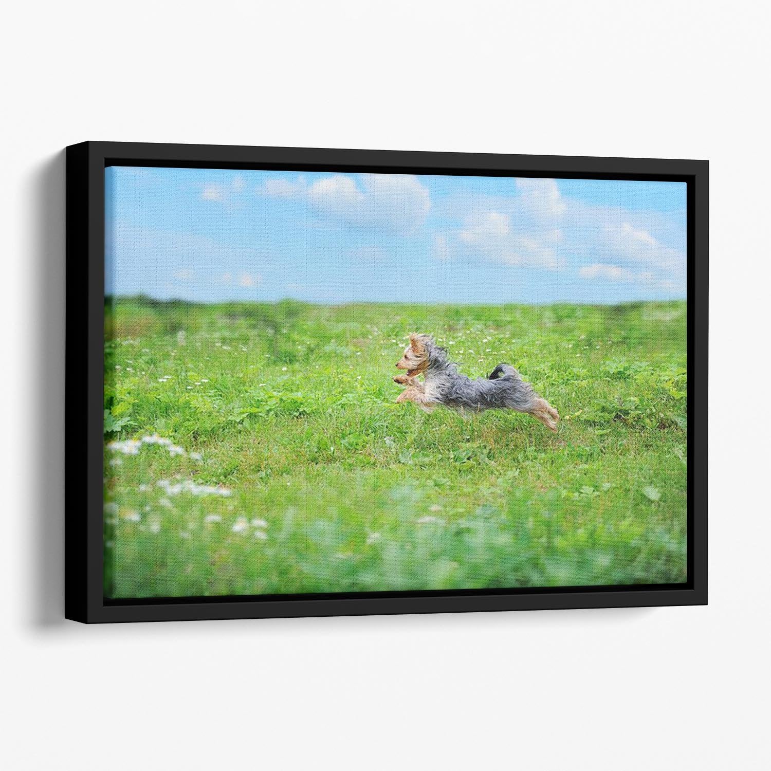 Dog playing in the park Floating Framed Canvas - Canvas Art Rocks - 1