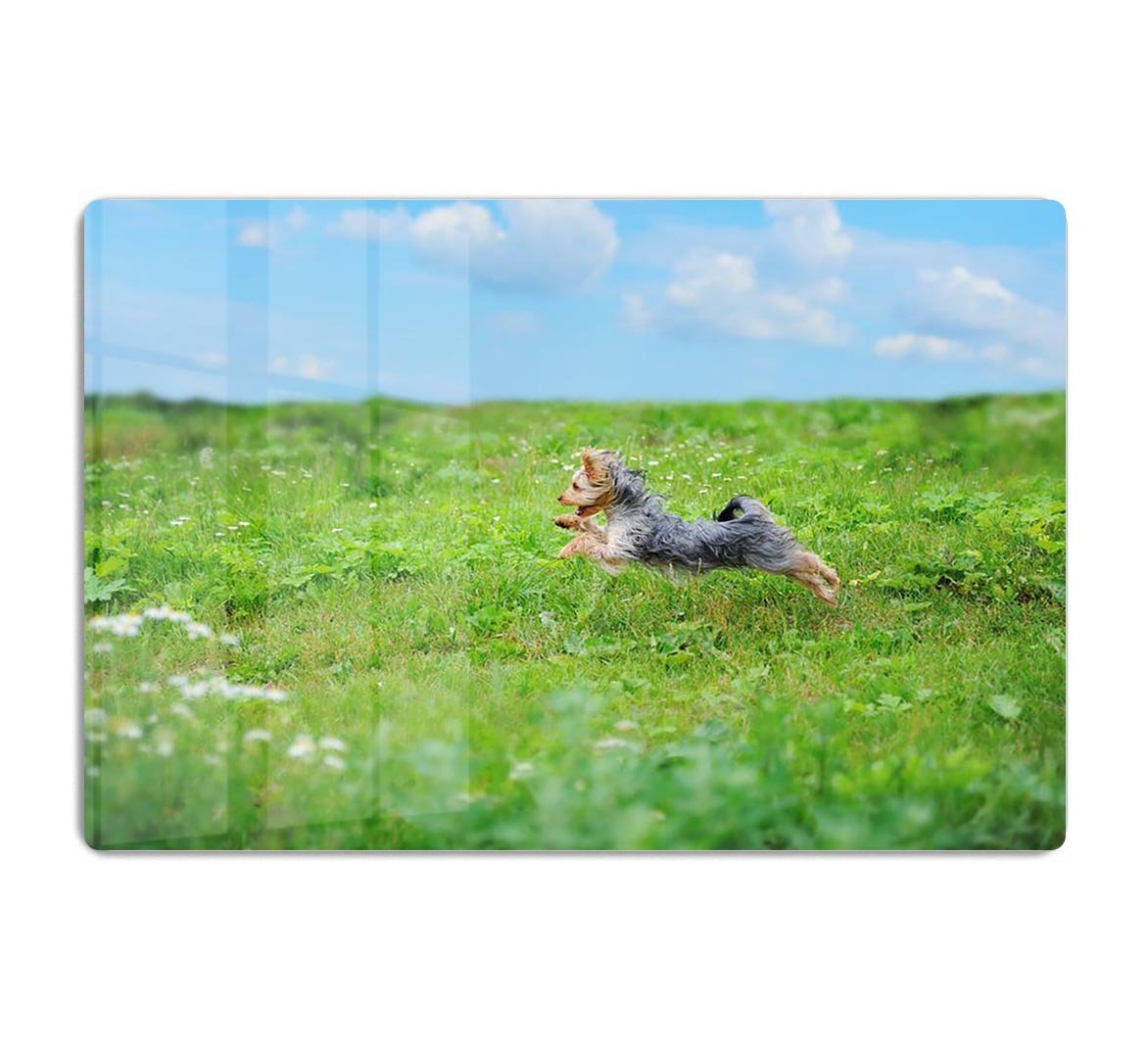 Dog playing in the park HD Metal Print - Canvas Art Rocks - 1