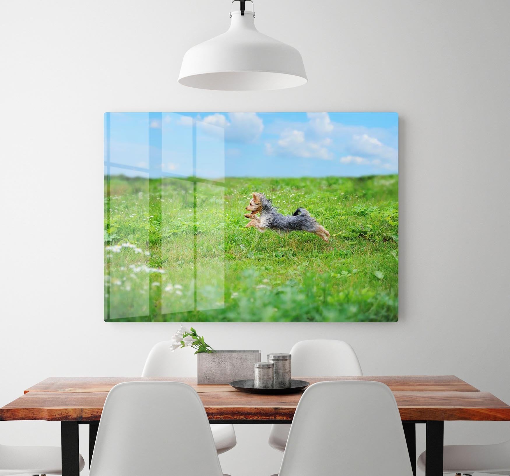 Dog playing in the park HD Metal Print - Canvas Art Rocks - 2