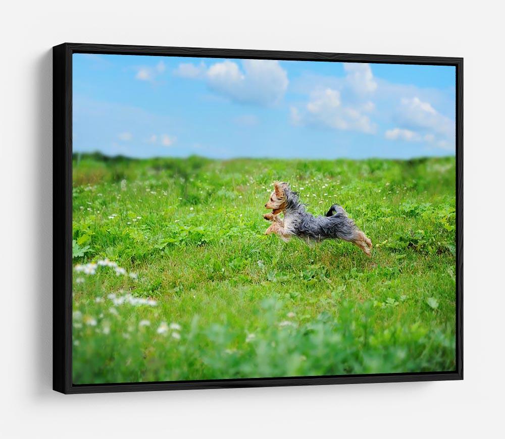 Dog playing in the park HD Metal Print - Canvas Art Rocks - 6