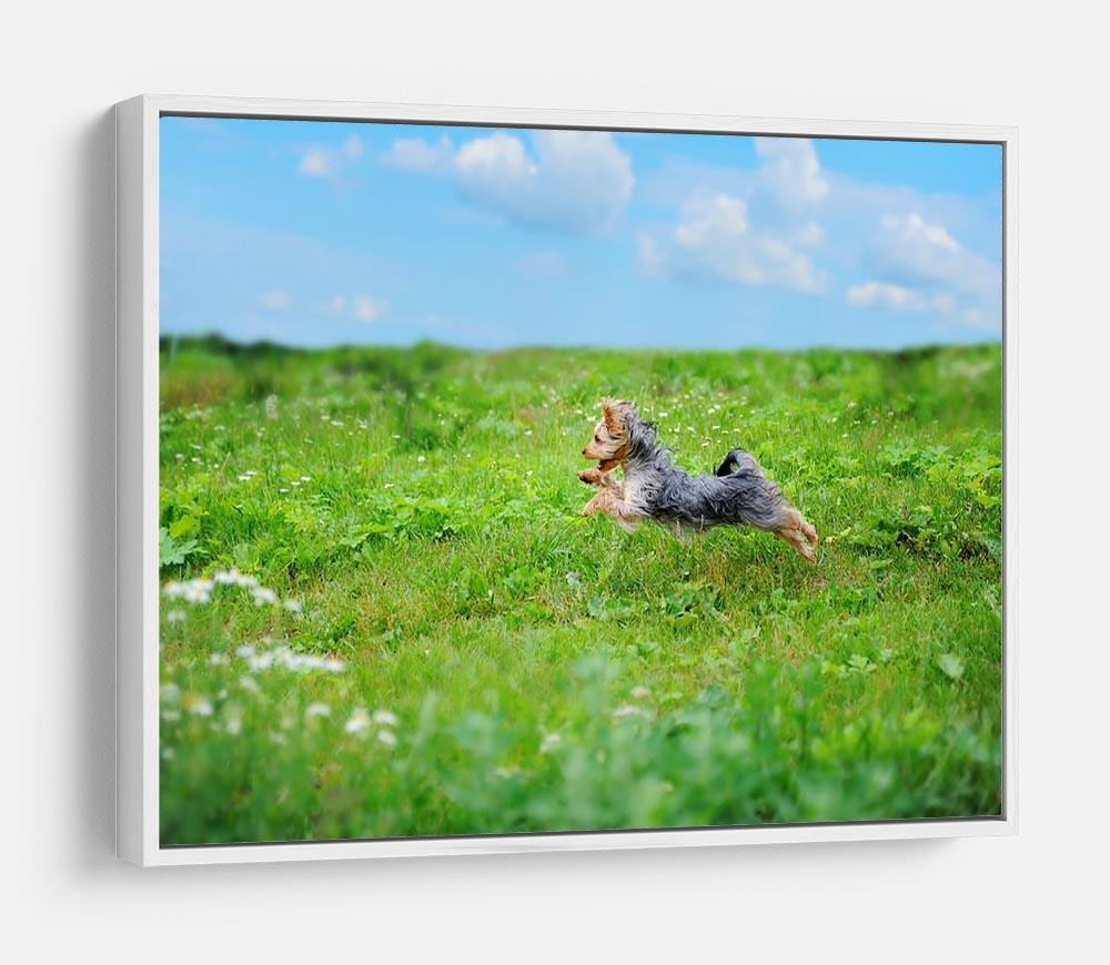 Dog playing in the park HD Metal Print - Canvas Art Rocks - 7