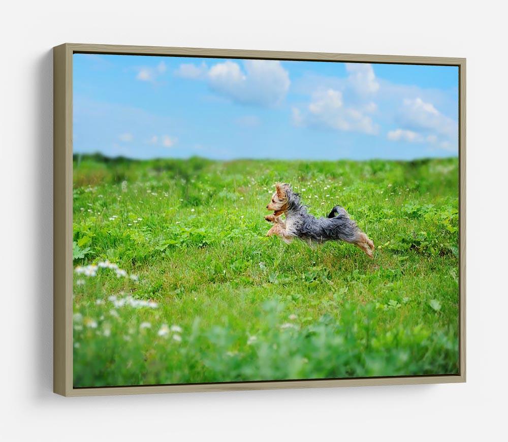 Dog playing in the park HD Metal Print - Canvas Art Rocks - 8