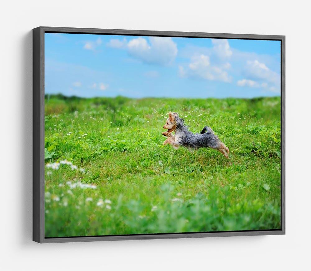 Dog playing in the park HD Metal Print - Canvas Art Rocks - 9