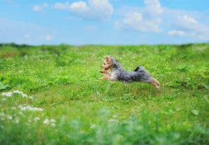 Dog playing in the park Wall Mural Wallpaper - Canvas Art Rocks - 1