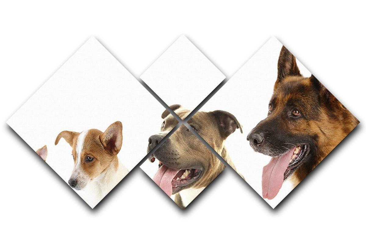 Dogs in row isolated on white 4 Square Multi Panel Canvas - Canvas Art Rocks - 1