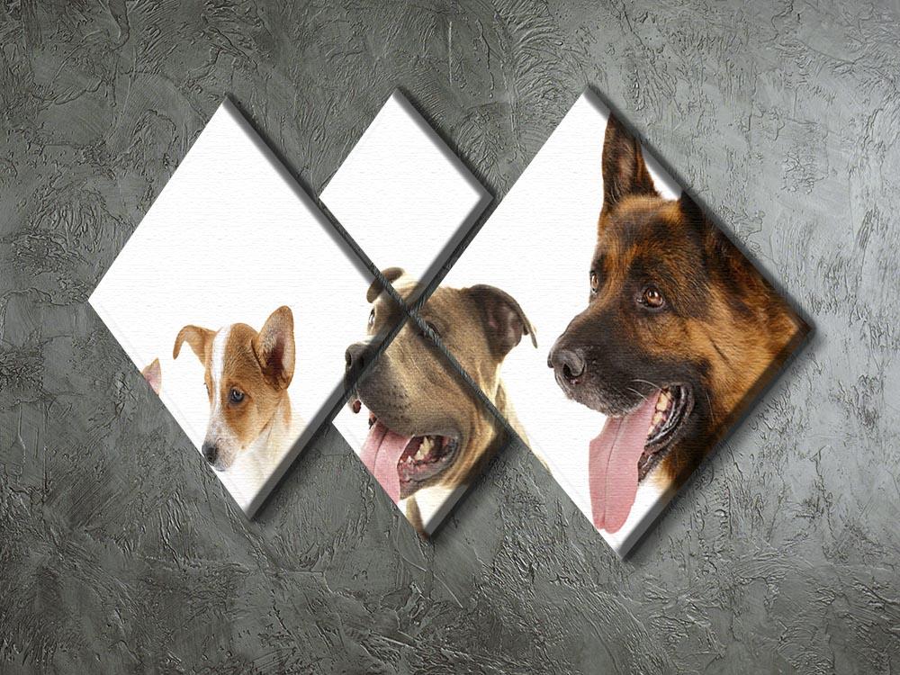 Dogs in row isolated on white 4 Square Multi Panel Canvas - Canvas Art Rocks - 2