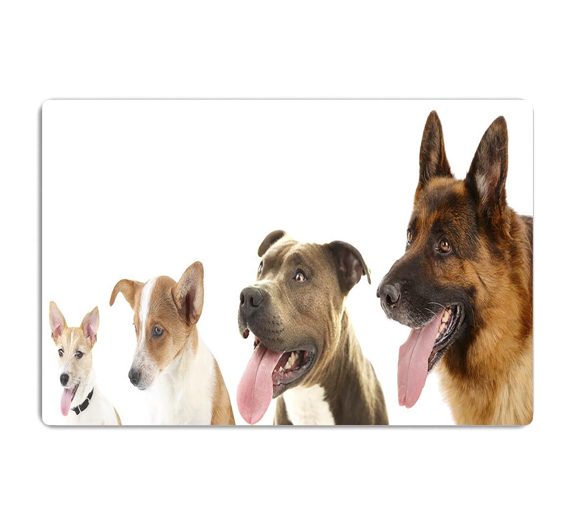 Dogs in row isolated on white HD Metal Print - Canvas Art Rocks - 1