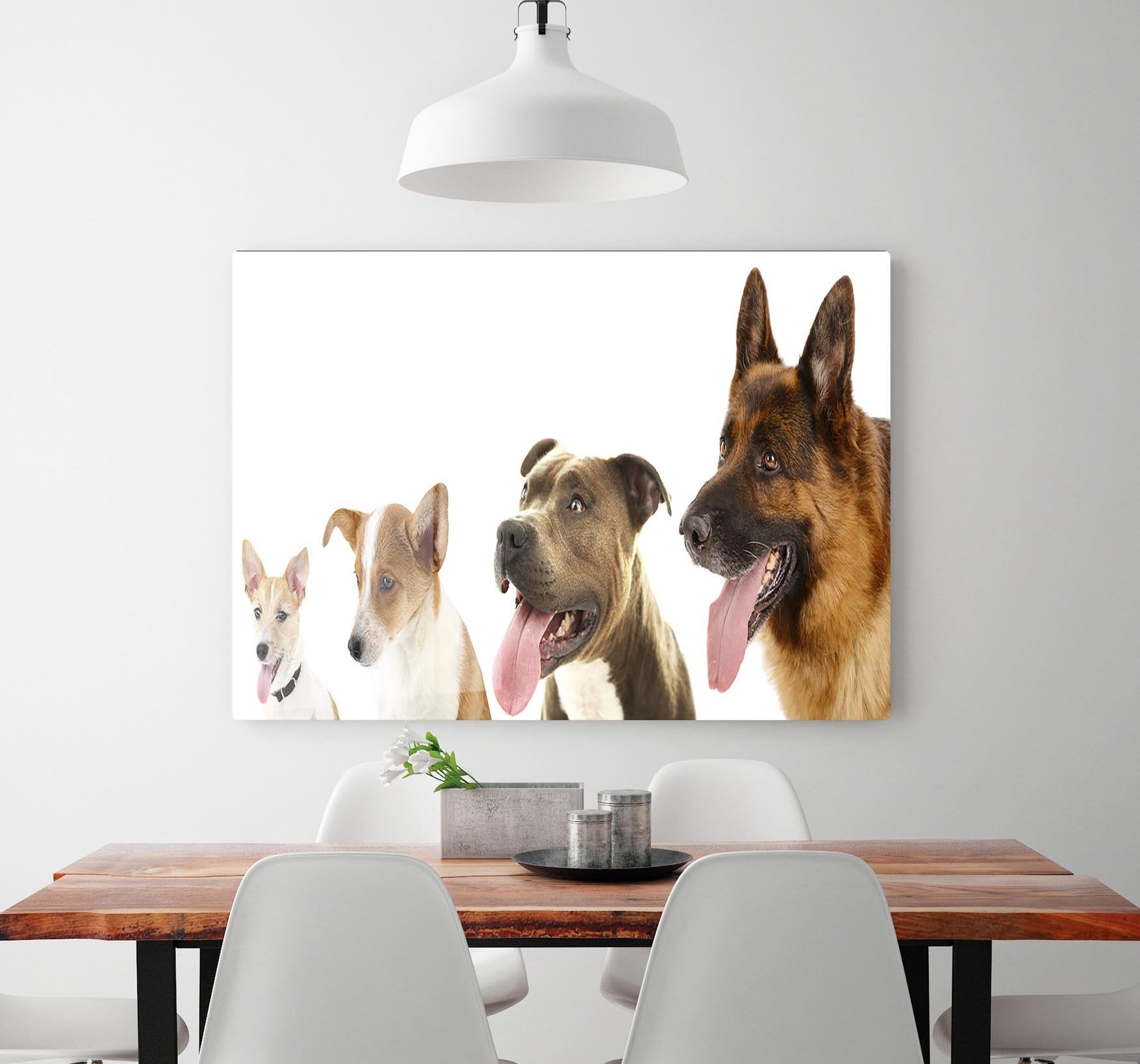 Dogs in row isolated on white HD Metal Print - Canvas Art Rocks - 2