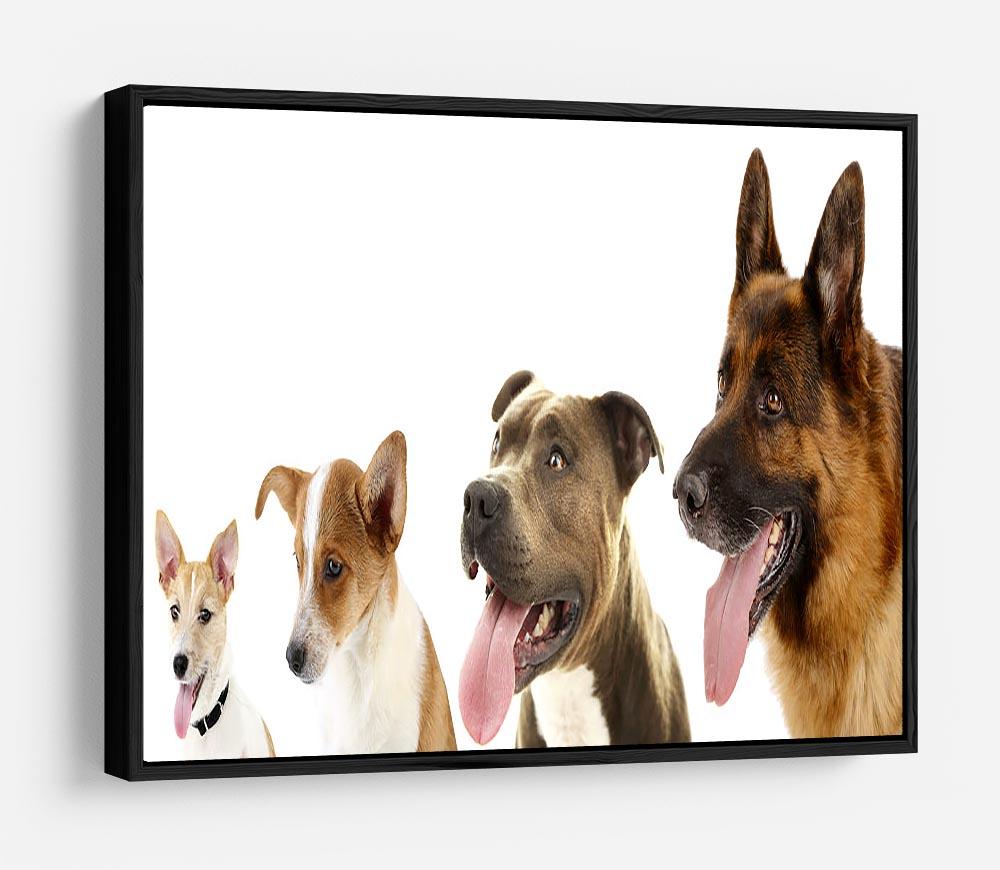 Dogs in row isolated on white HD Metal Print - Canvas Art Rocks - 6