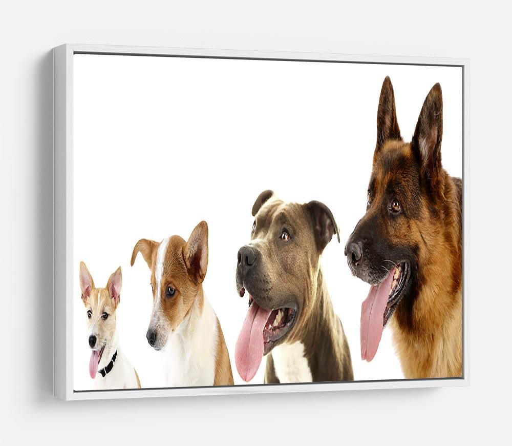 Dogs in row isolated on white HD Metal Print - Canvas Art Rocks - 7
