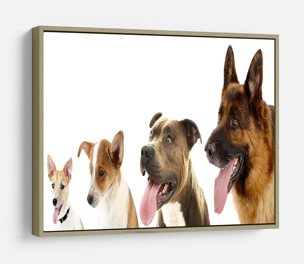 Dogs in row isolated on white HD Metal Print - Canvas Art Rocks - 8