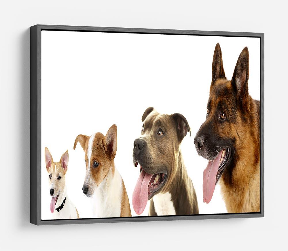 Dogs in row isolated on white HD Metal Print - Canvas Art Rocks - 9