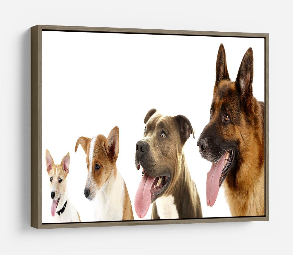 Dogs in row isolated on white HD Metal Print - Canvas Art Rocks - 10