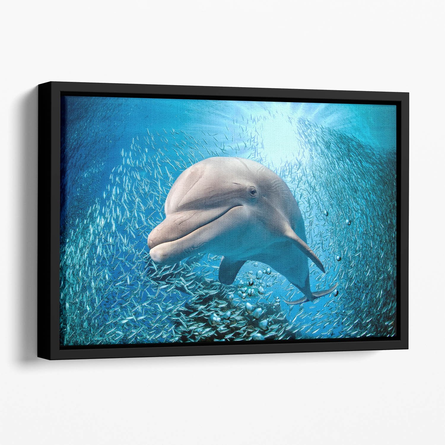 Dolphin underwater on ocean Floating Framed Canvas