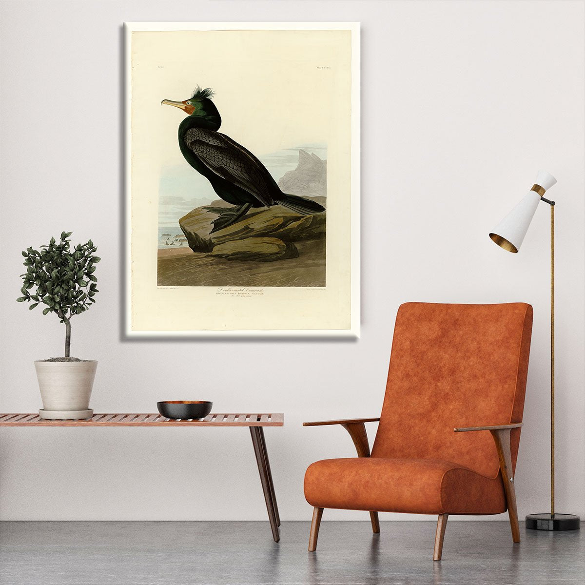 Double crested Cormorant by Audubon Canvas Print or Poster