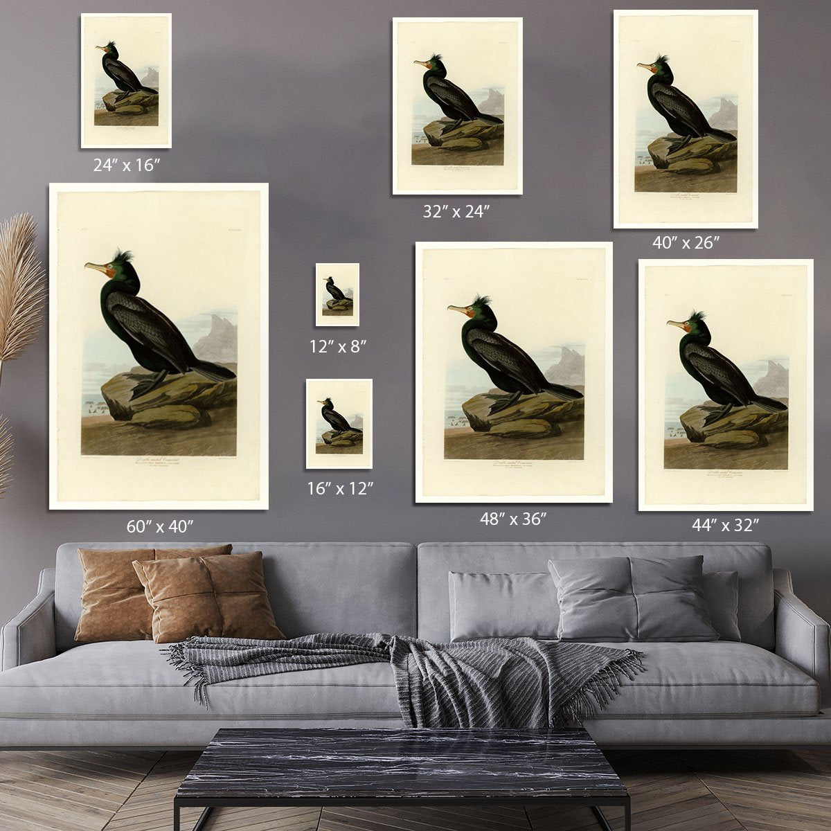 Double crested Cormorant by Audubon Canvas Print or Poster