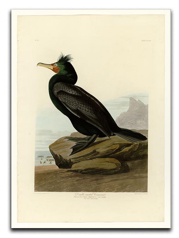 Double crested Cormorant by Audubon Canvas Print or Poster - Canvas Art Rocks - 1