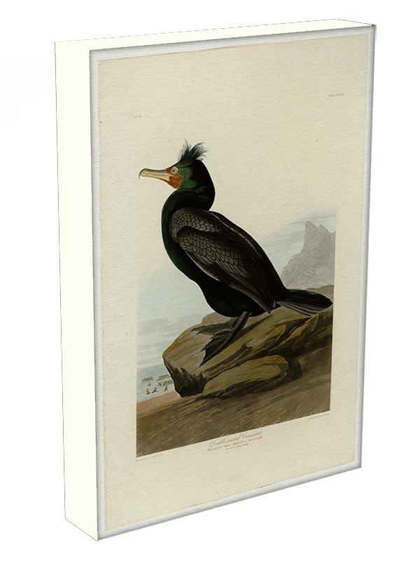 Double crested Cormorant by Audubon Canvas Print or Poster - Canvas Art Rocks - 3