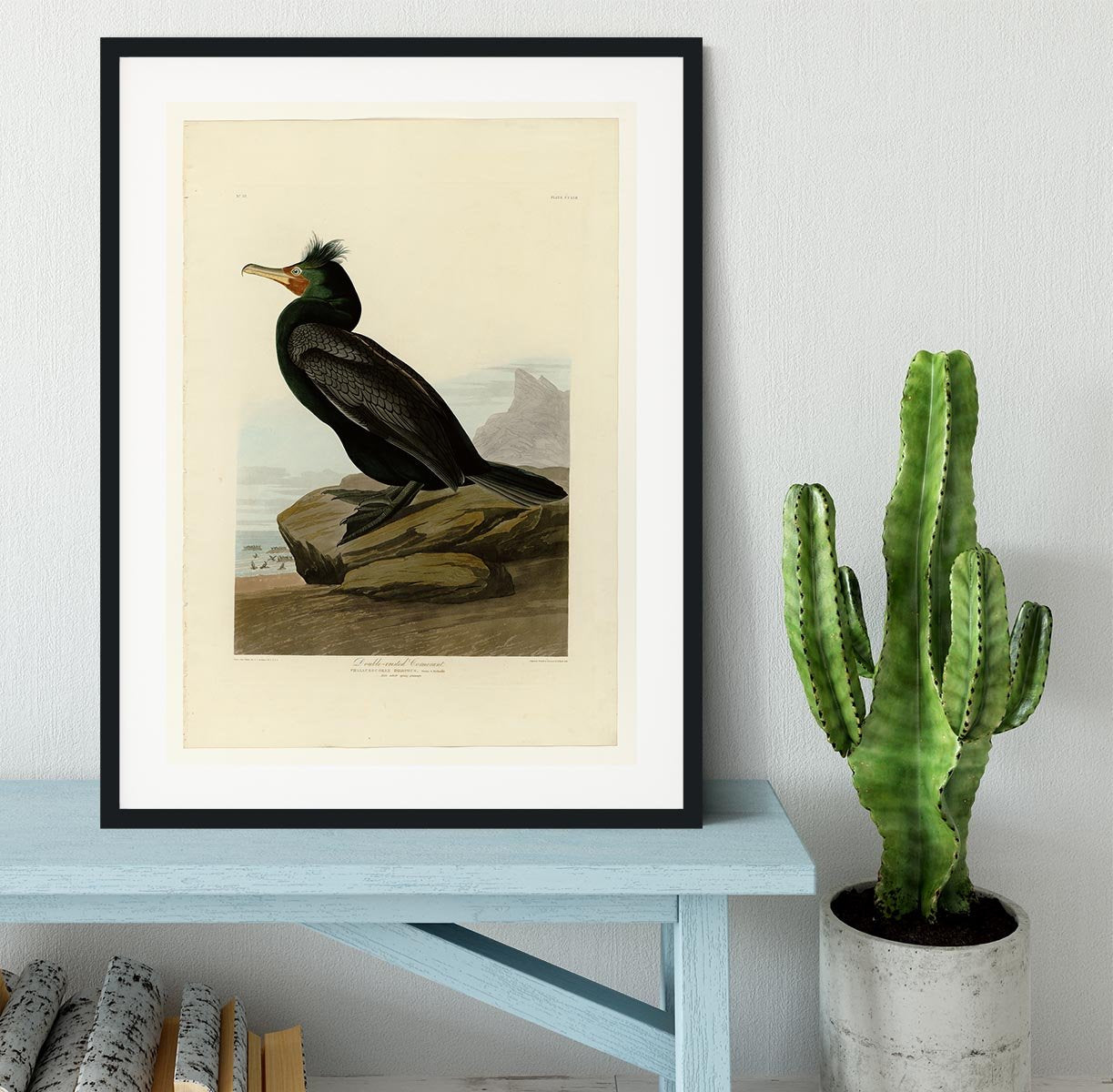 Double crested Cormorant by Audubon Framed Print - Canvas Art Rocks - 1