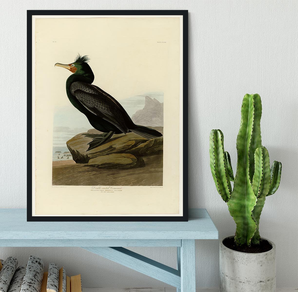 Double crested Cormorant by Audubon Framed Print - Canvas Art Rocks - 2