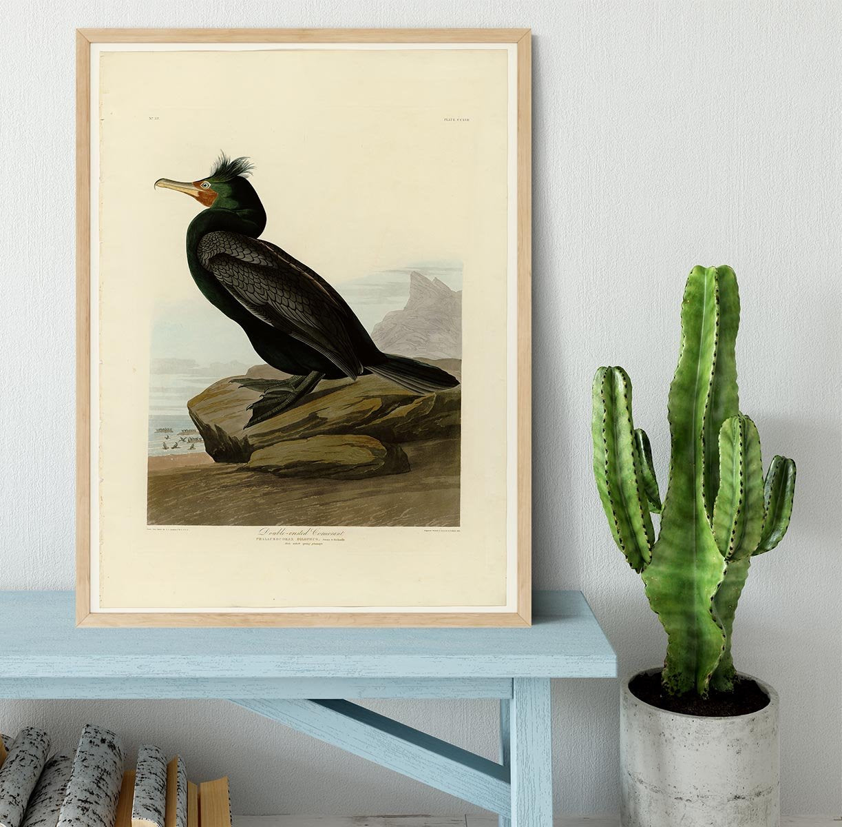 Double crested Cormorant by Audubon Framed Print - Canvas Art Rocks - 4