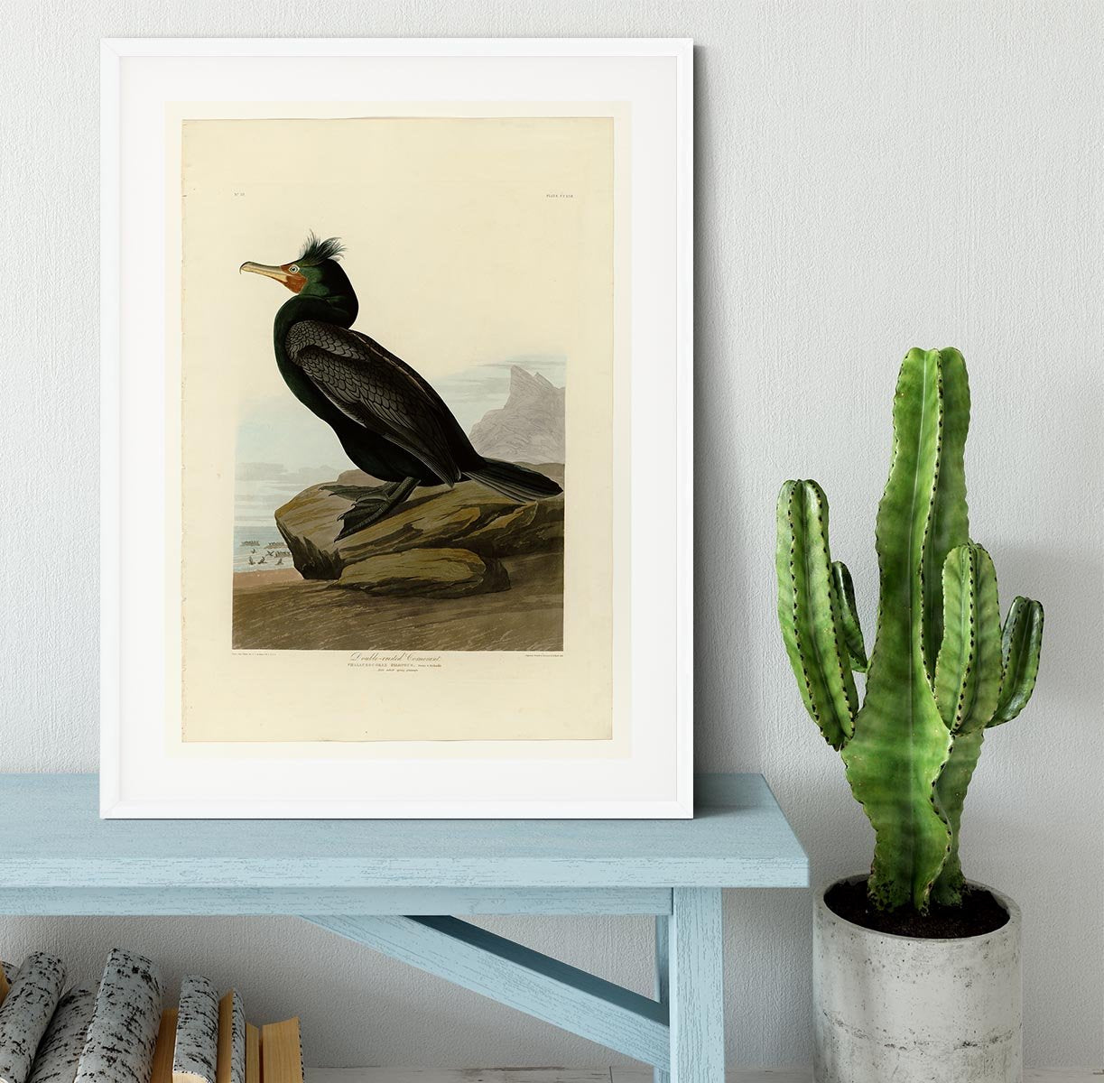 Double crested Cormorant by Audubon Framed Print - Canvas Art Rocks - 5