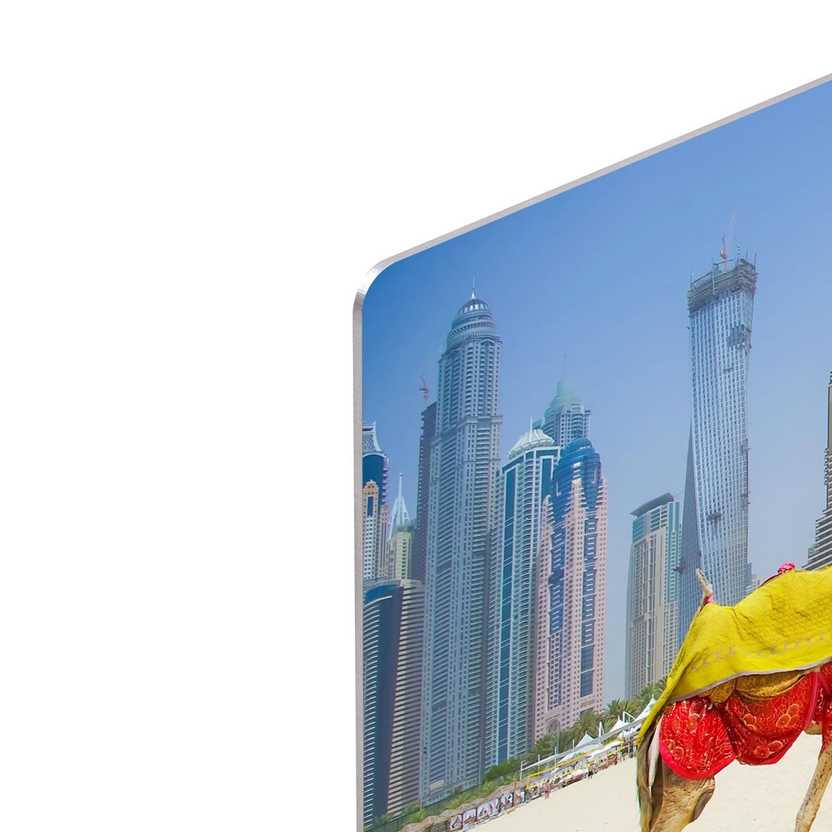 Dubai Camel on the town scape backround HD Metal Print