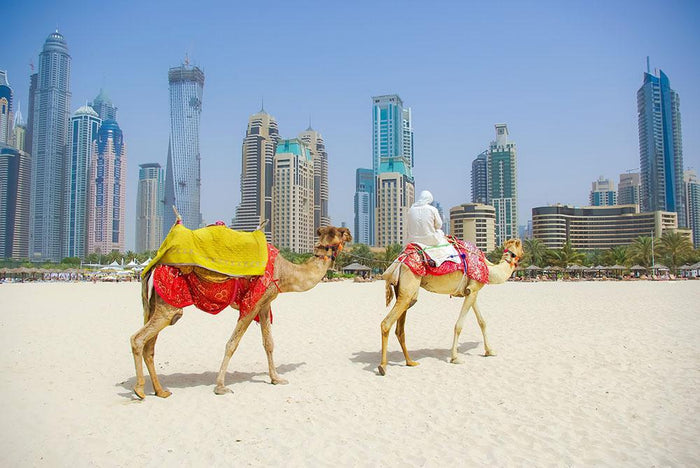 Dubai Camel on the town scape backround Wall Mural Wallpaper