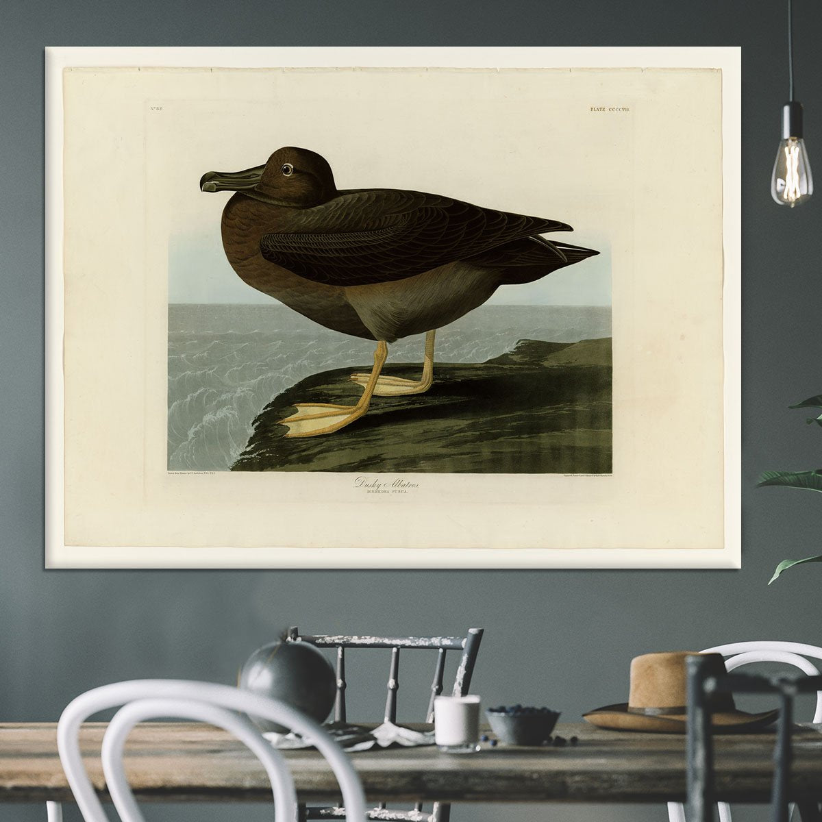 Dusky Albatros by Audubon Canvas Print or Poster