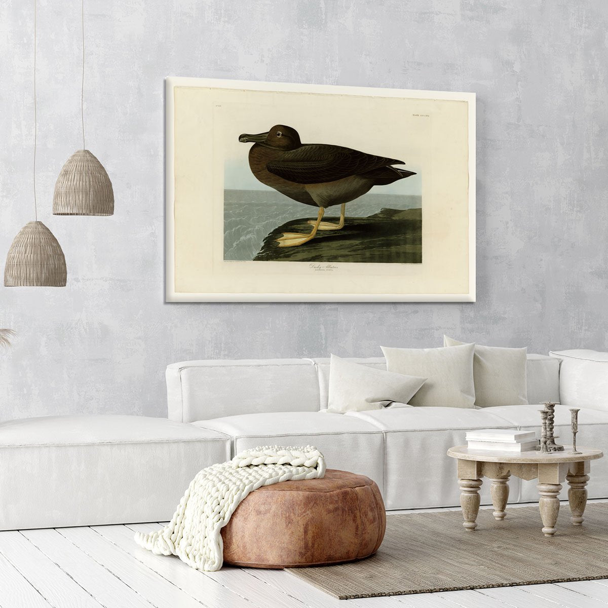 Dusky Albatros by Audubon Canvas Print or Poster