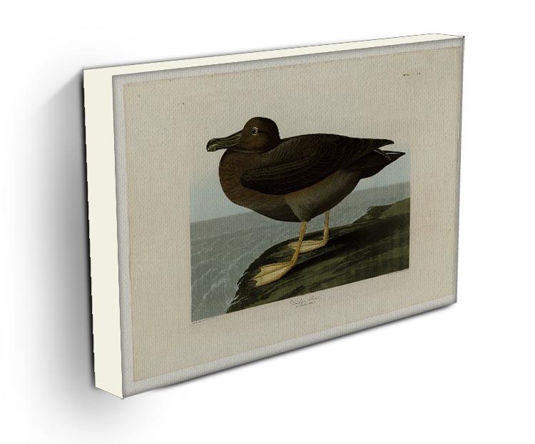 Dusky Albatros by Audubon Canvas Print or Poster - Canvas Art Rocks - 3