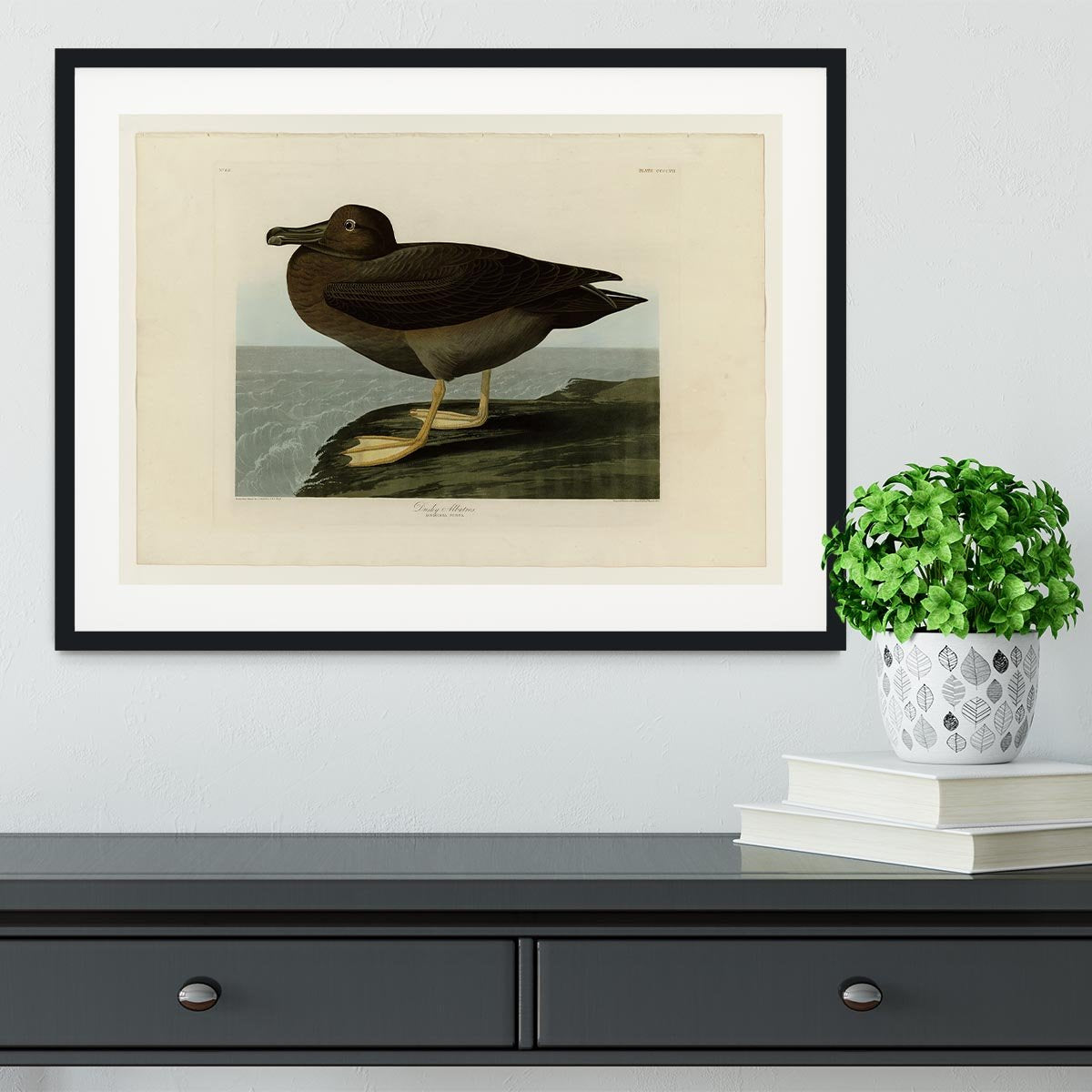 Dusky Albatros by Audubon Framed Print - Canvas Art Rocks - 1