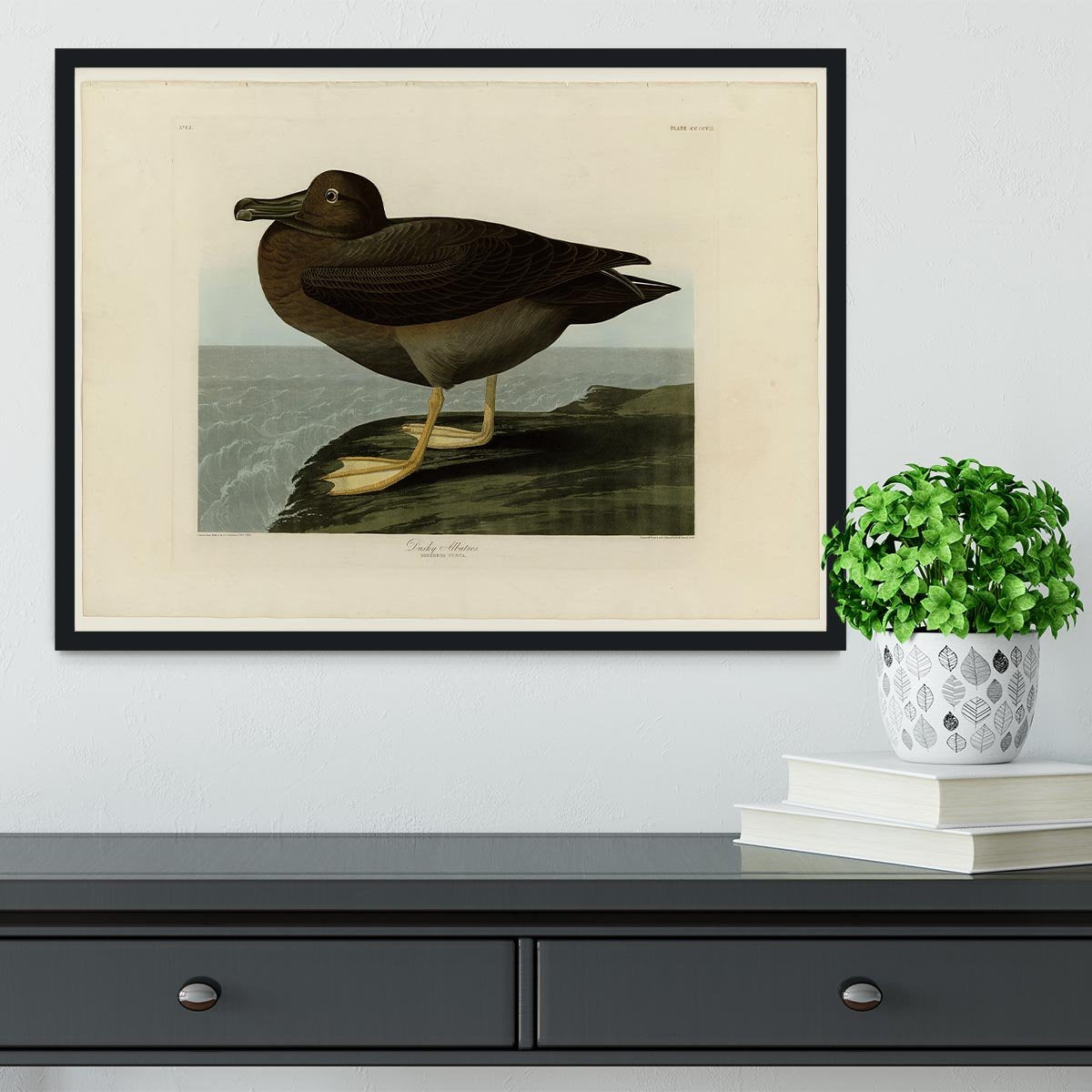 Dusky Albatros by Audubon Framed Print - Canvas Art Rocks - 2