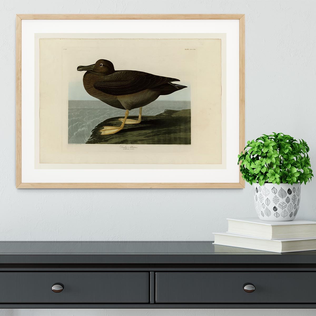 Dusky Albatros by Audubon Framed Print - Canvas Art Rocks - 3