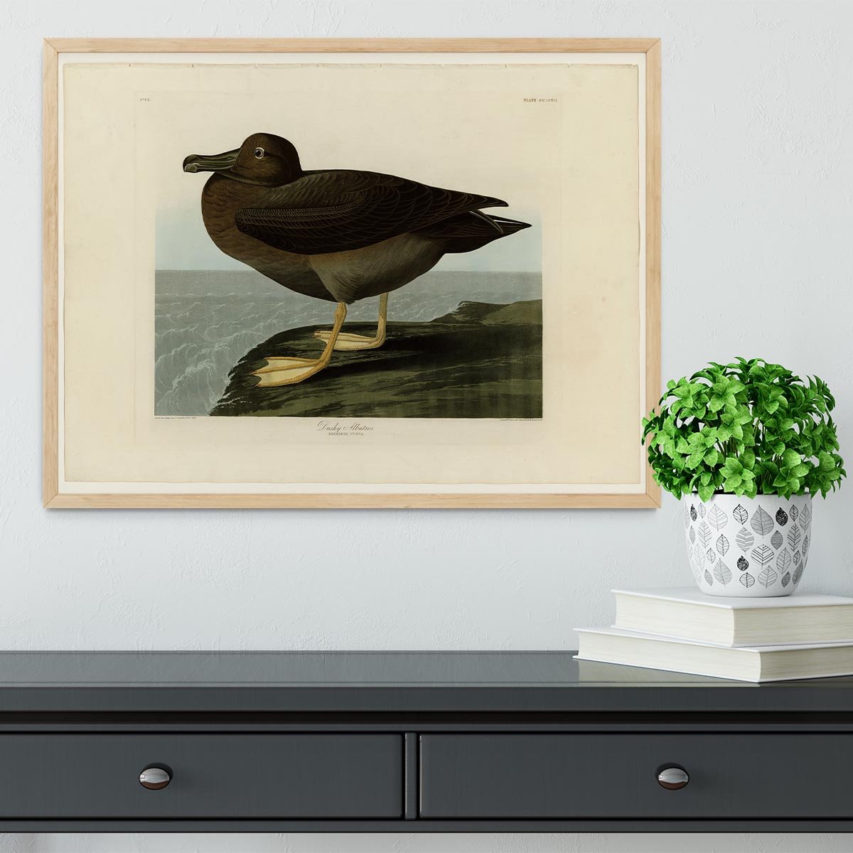 Dusky Albatros by Audubon Framed Print - Canvas Art Rocks - 4