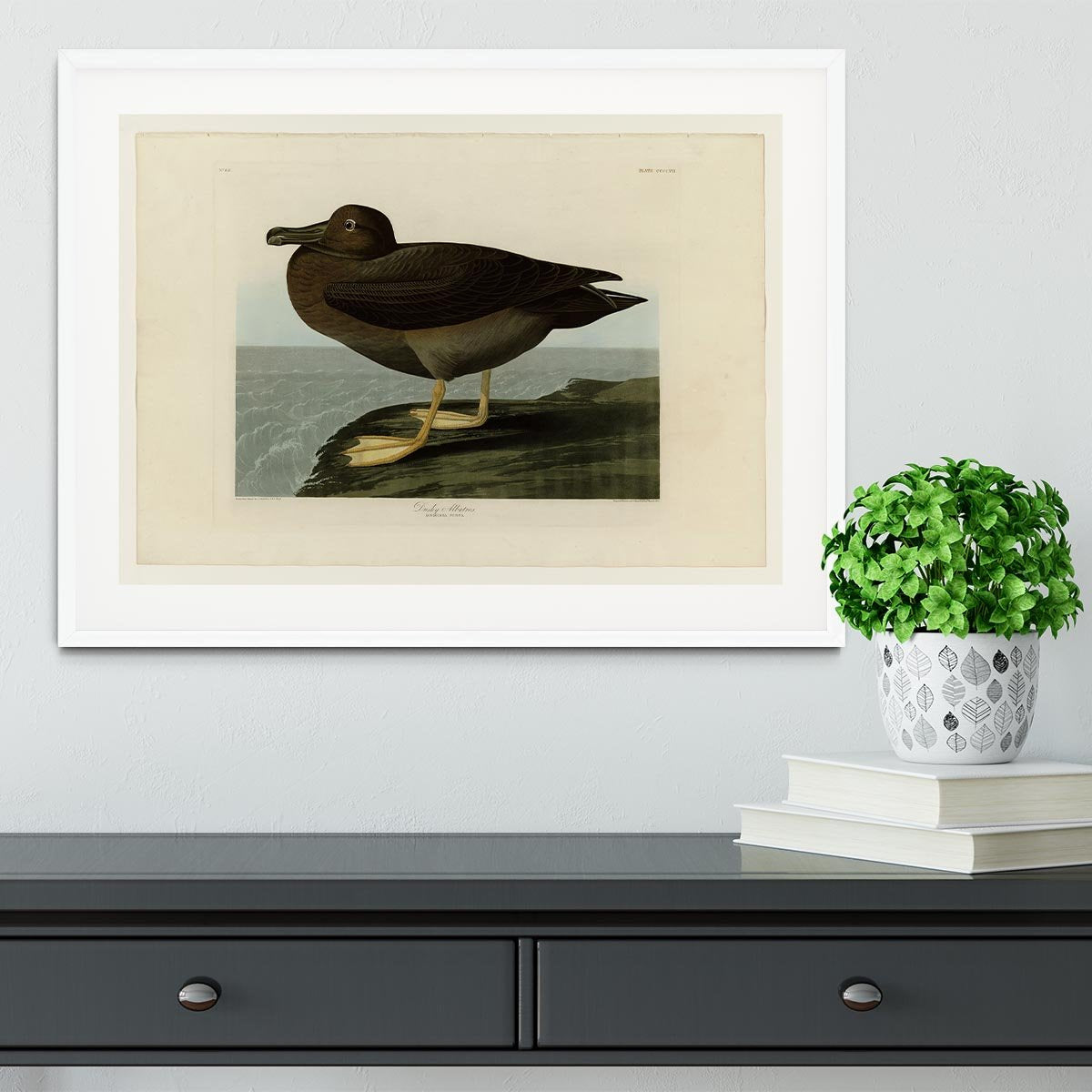 Dusky Albatros by Audubon Framed Print - Canvas Art Rocks - 5