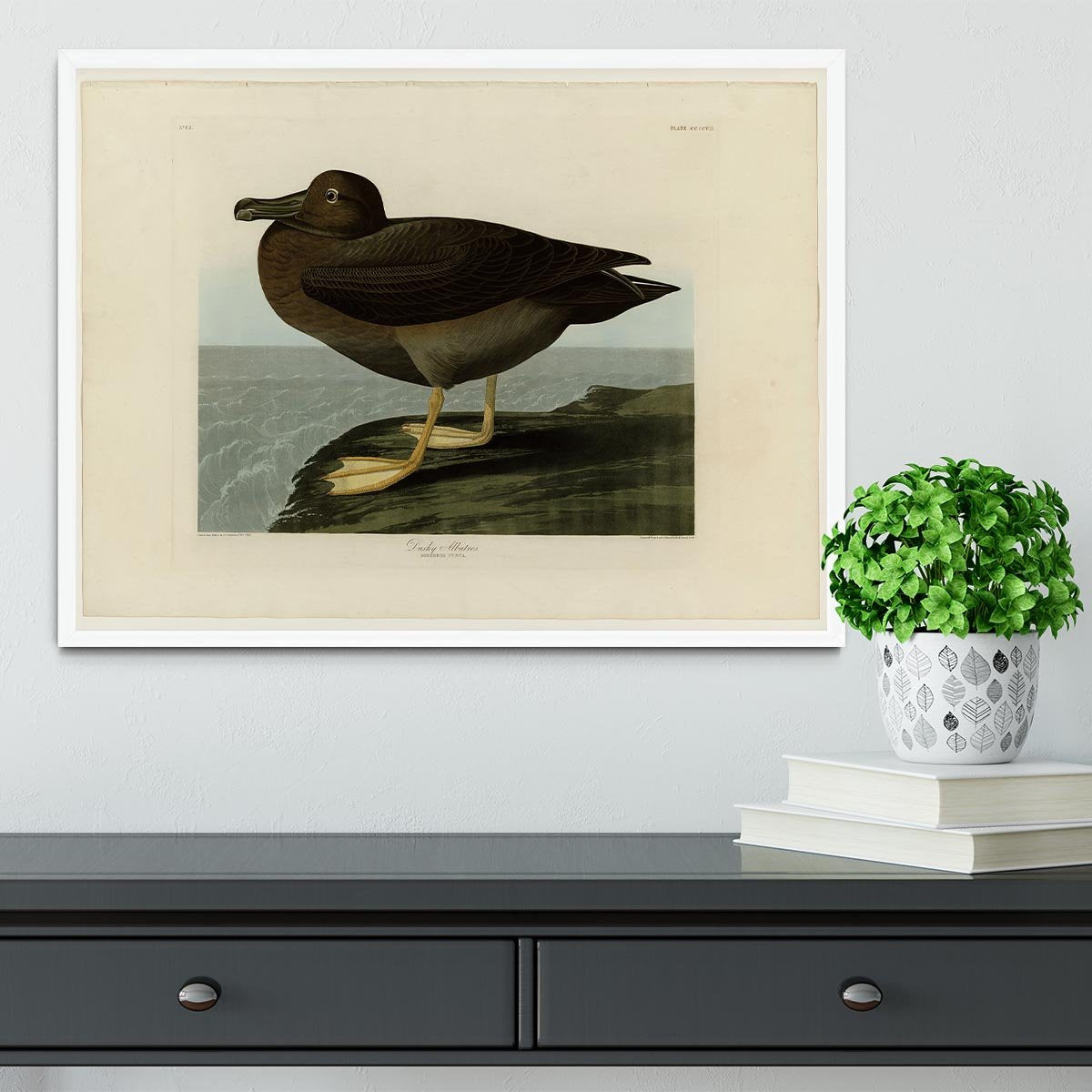 Dusky Albatros by Audubon Framed Print - Canvas Art Rocks -6