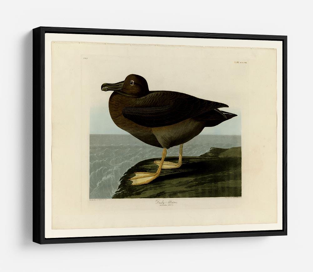 Dusky Albatros by Audubon HD Metal Print - Canvas Art Rocks - 6