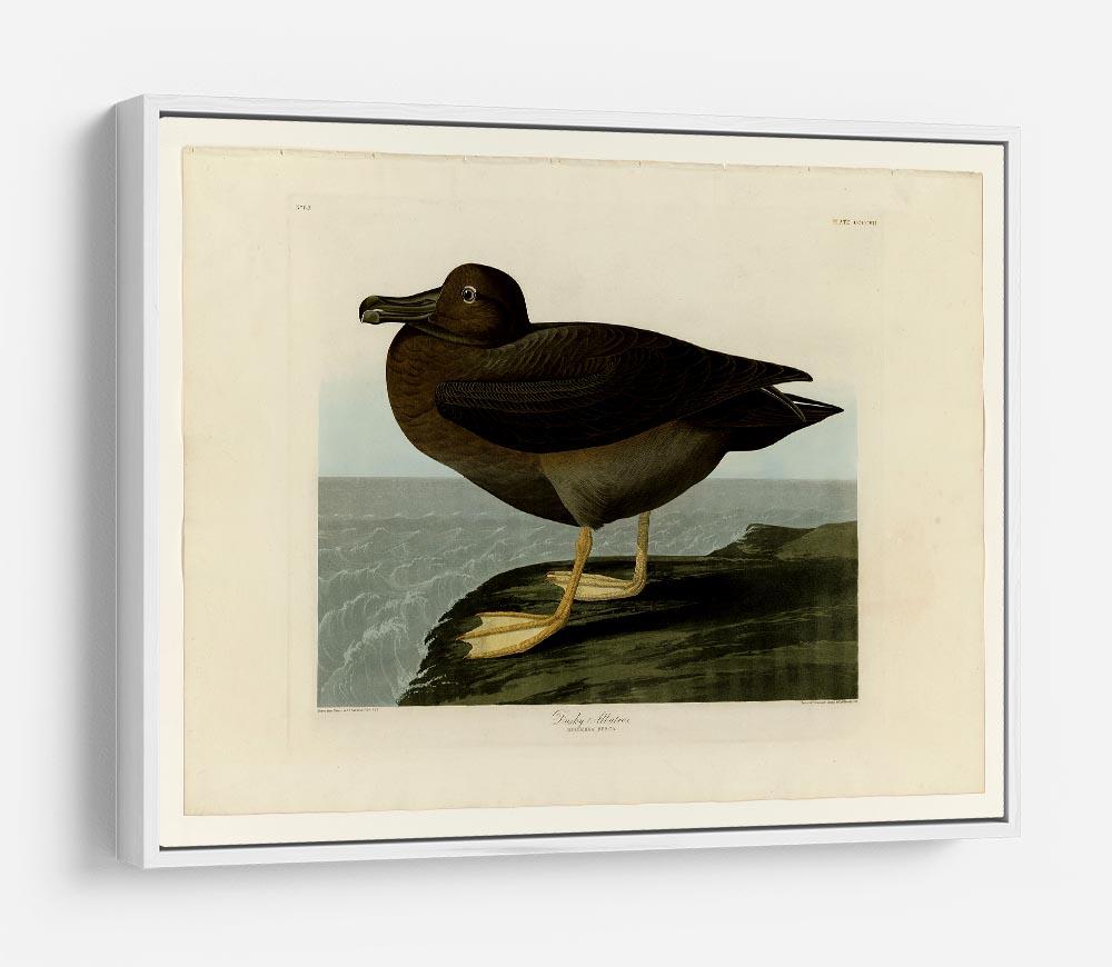 Dusky Albatros by Audubon HD Metal Print - Canvas Art Rocks - 7
