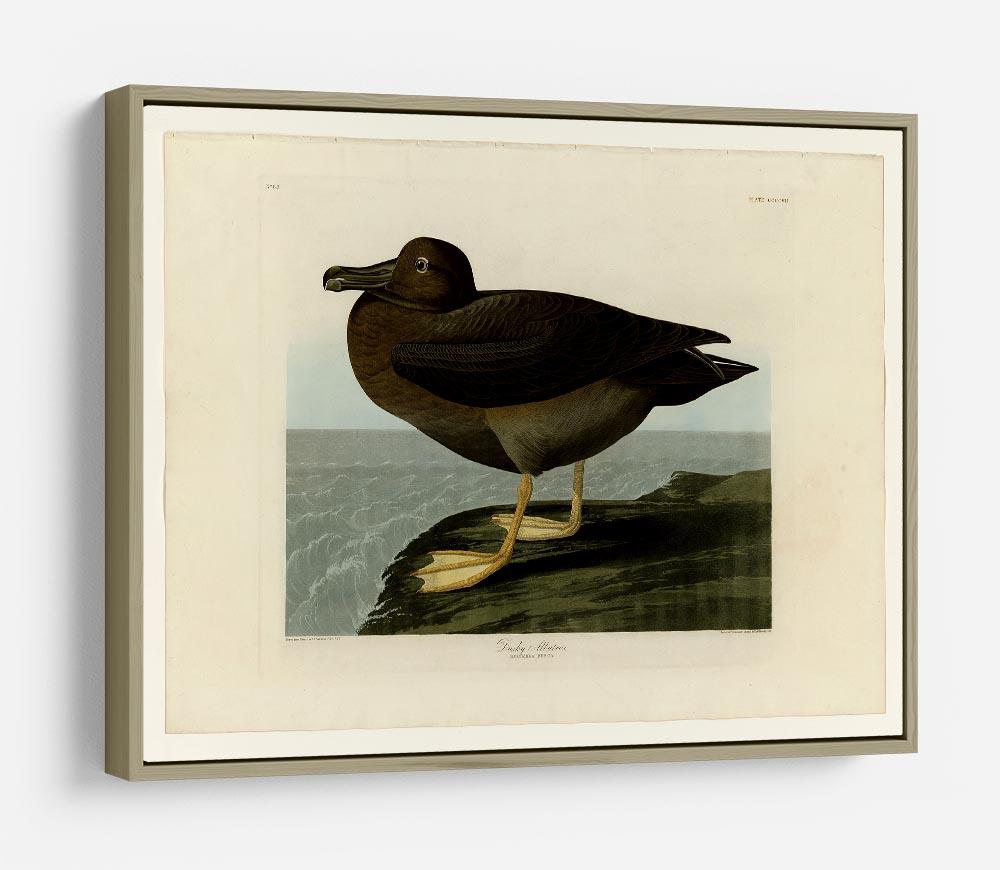 Dusky Albatros by Audubon HD Metal Print - Canvas Art Rocks - 8