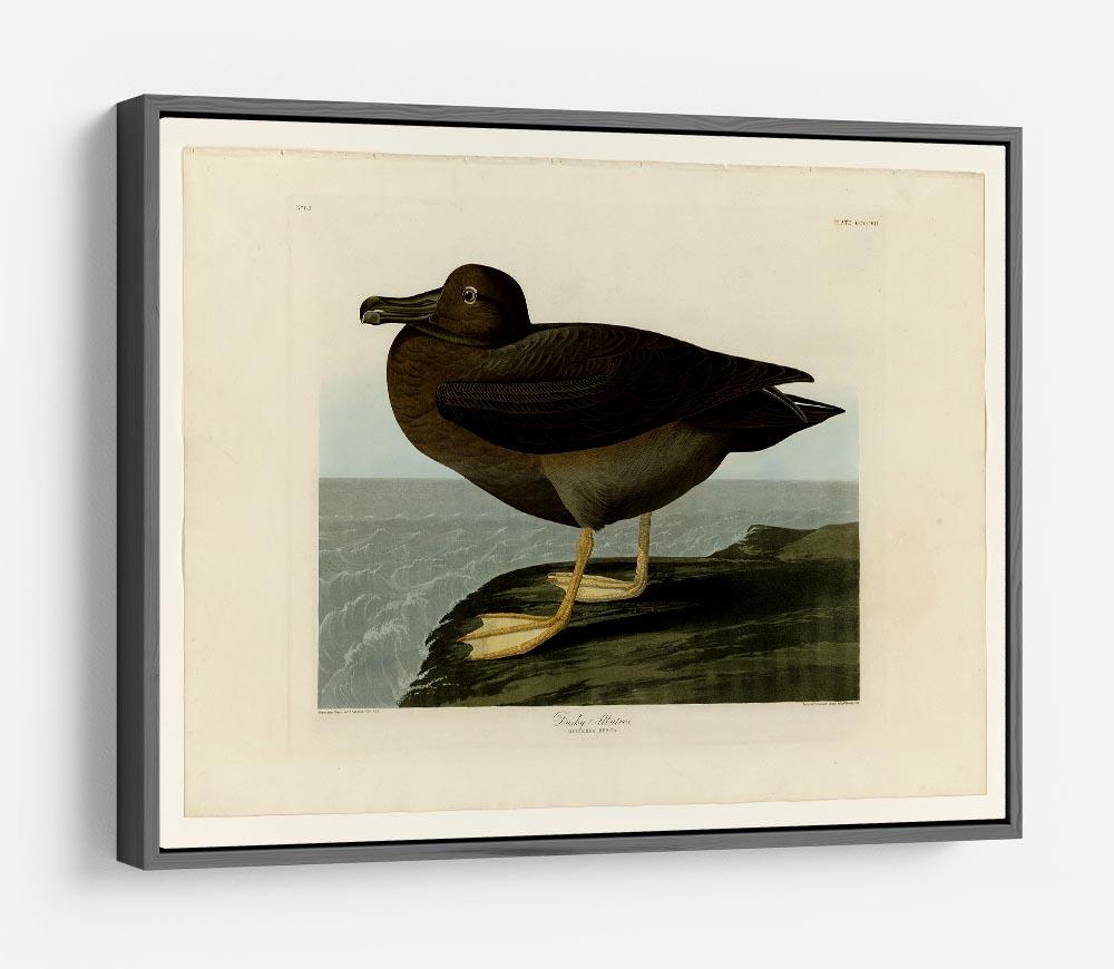 Dusky Albatros by Audubon HD Metal Print - Canvas Art Rocks - 9