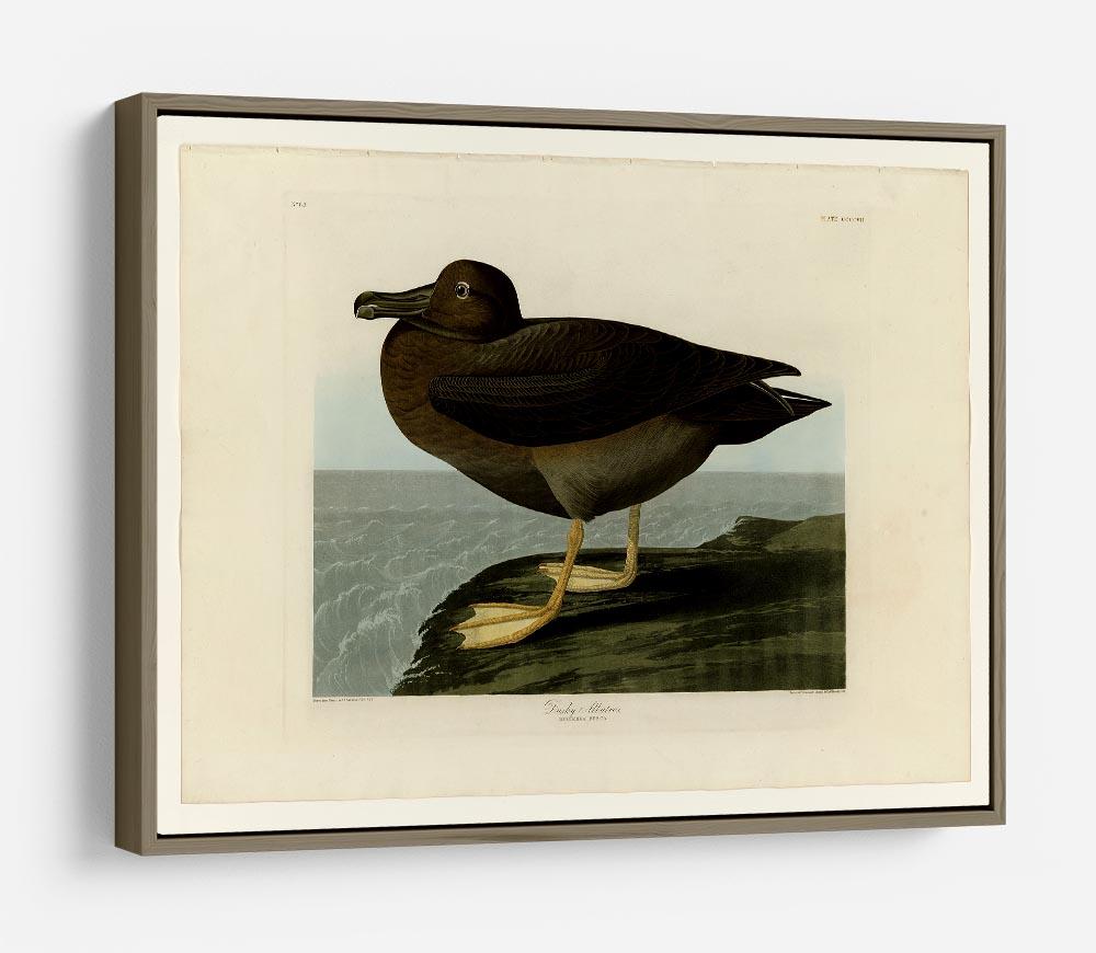 Dusky Albatros by Audubon HD Metal Print - Canvas Art Rocks - 10