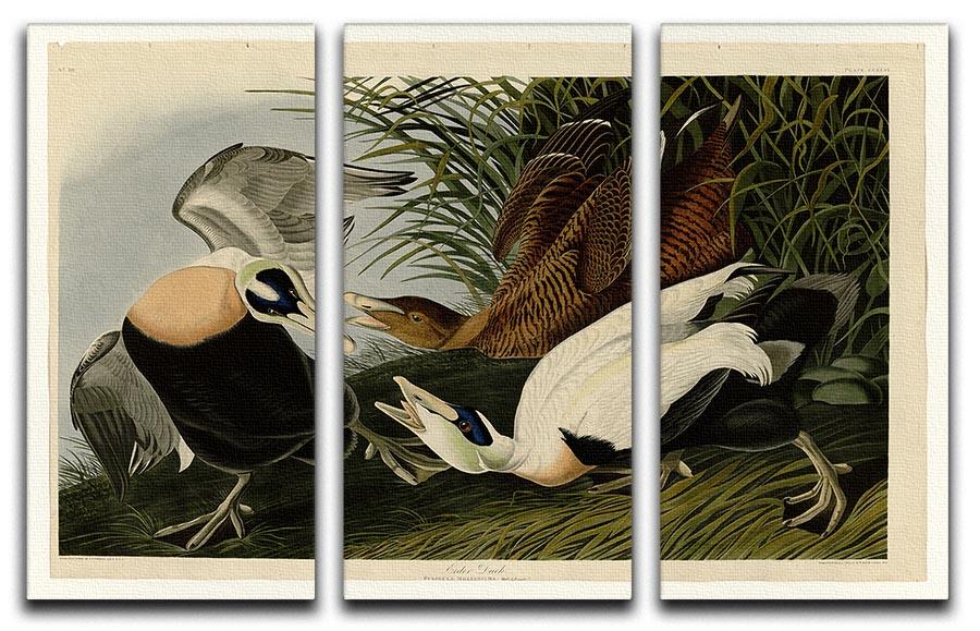 Eider Duck by Audubon 3 Split Panel Canvas Print - Canvas Art Rocks - 1